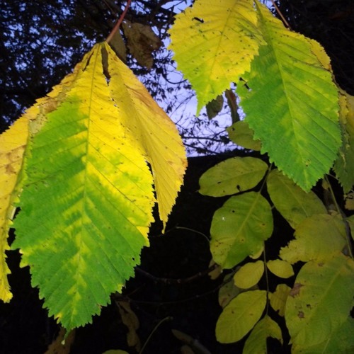 iv Little Suite For Little Orchestra (iv) Spiders Weave Silk Webs At Dawn - A Trap