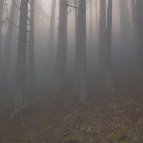 Forest G