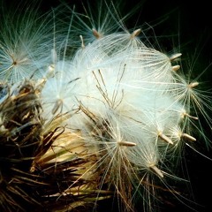 HORDE X MAISON MUSIQUE by SORÄ