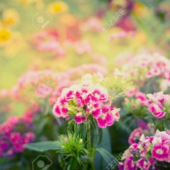 Mi Amada - Cover de Magneto