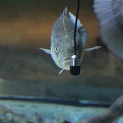 littoral NAVIGO Oostduinkerke