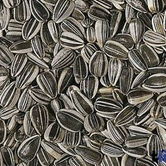 Sonnenblumenkerne (prod. Defdan)