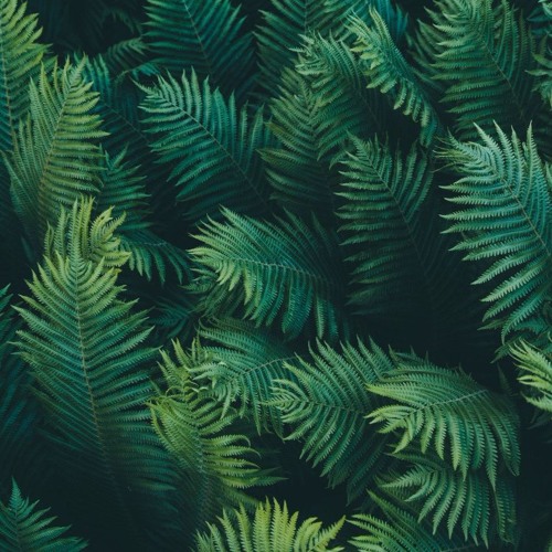 Summer Beats