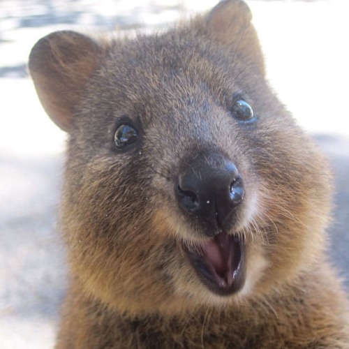 Listen to Quokka Waka Waka by Tyler Carlson in Animals Love Grind playlist  online for free on SoundCloud
