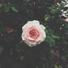 myawl2yhu [ft. koa_.]