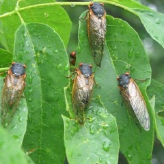 the sound of cicadas in Lititz (Courtesy of Lori Laffey Mearig)