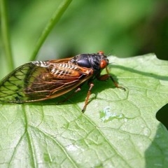 The sound of cicadas in Elizabethtown