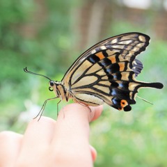 ハナレグミ ／ 家族の風景 guitar cover