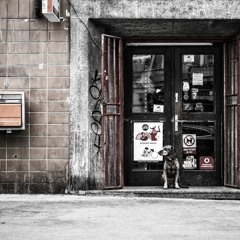 Surreal Theory - Modish