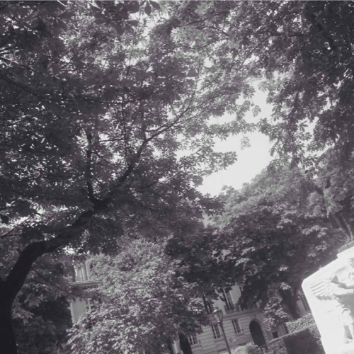 The Leaves