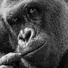 for Harambe