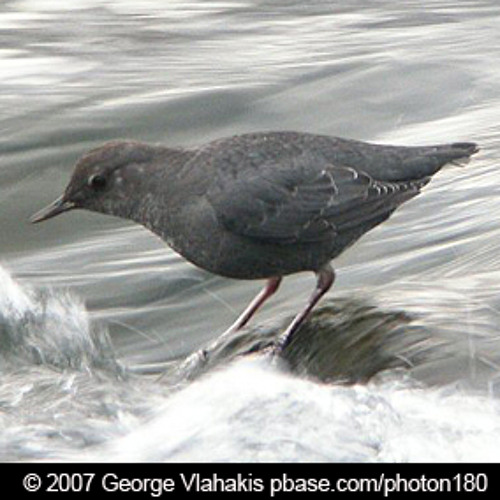 160911 Why Dippers Dip by BirdNote Bird Note Free Listening on