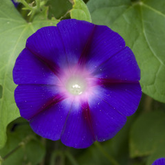 Morning Glory Sunshine