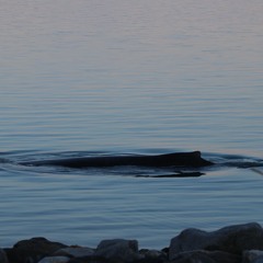 Humpback Whales from the Five Finger Lighthouse