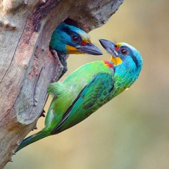 dj shanti - 鍾玲玲 - 你怎能瞞過我 (1968)