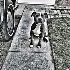 Like A Puppy (Prod. BirdieBands)