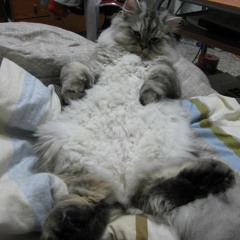 DJOEY 05 2016@TAIWAN