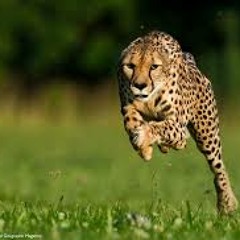 Cheetah- Smooth Ft Tb