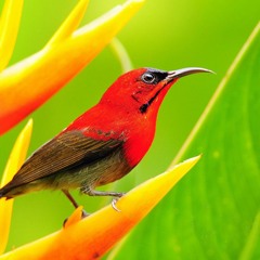 Birds  Singing