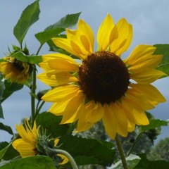 Testament: Prośba 12 - Pogoda ducha