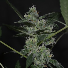 Solunaris - Jurema in Ganja.