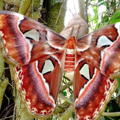 L'arbre à papillon [Mastered]