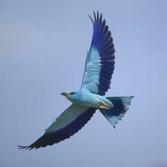 Bluebird