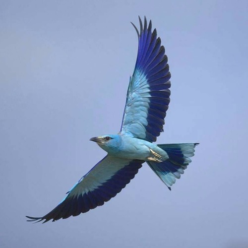Bluebird