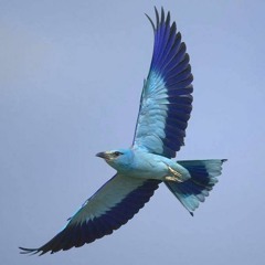 Bluebird (Chillout Mix)
