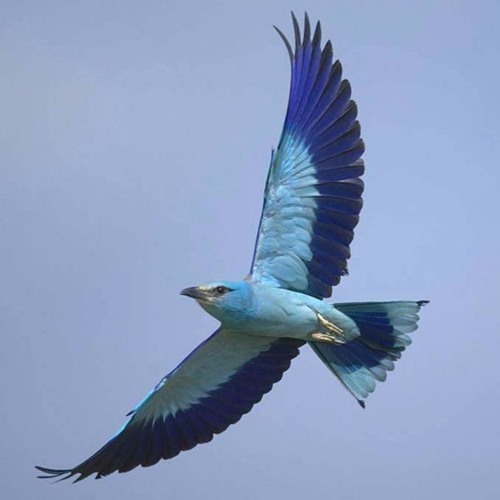 Bluebird (Chillout Mix)