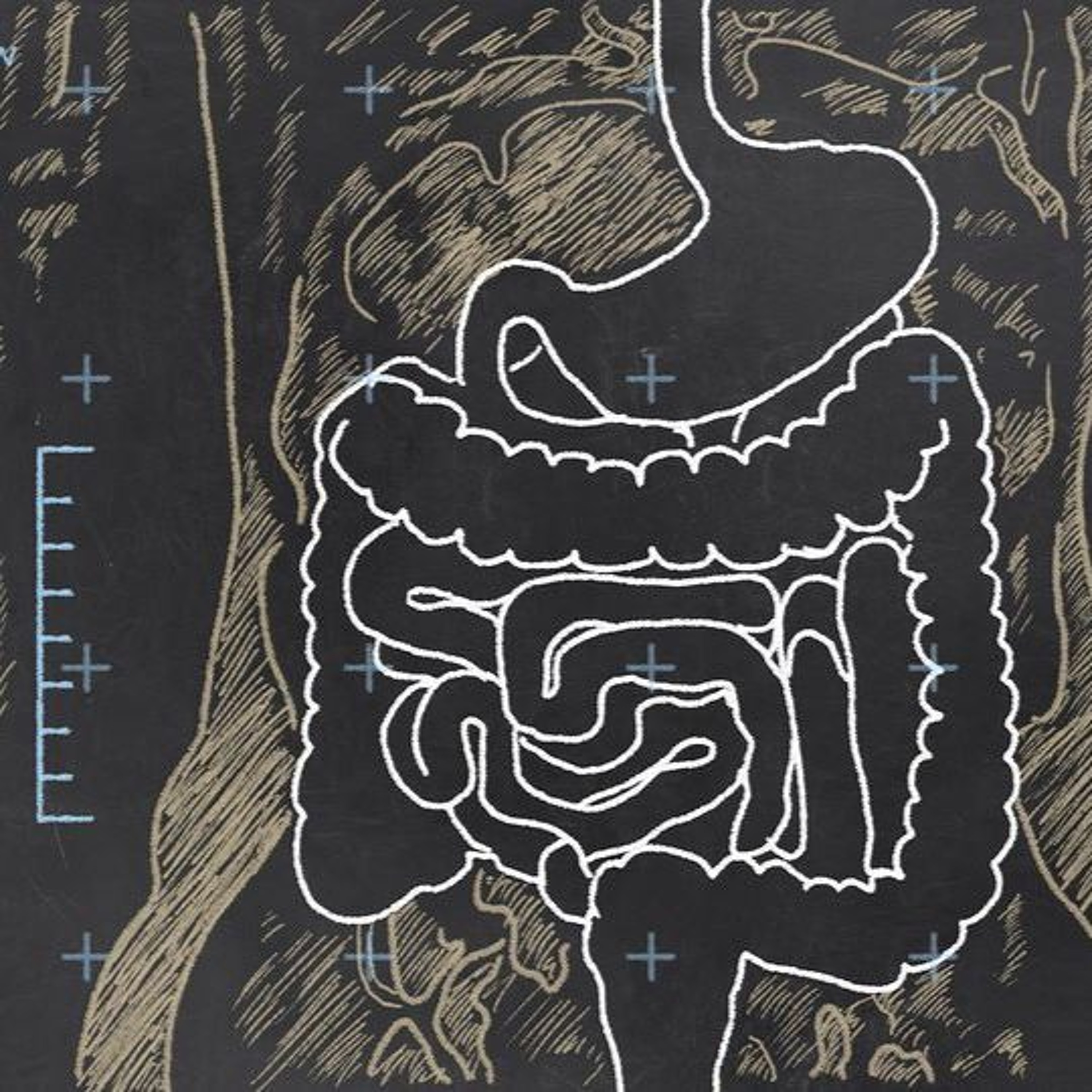 cover of episode Understanding Gut Health - Radio Show Archive
