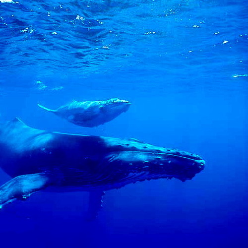 Mother Whale Lullaby