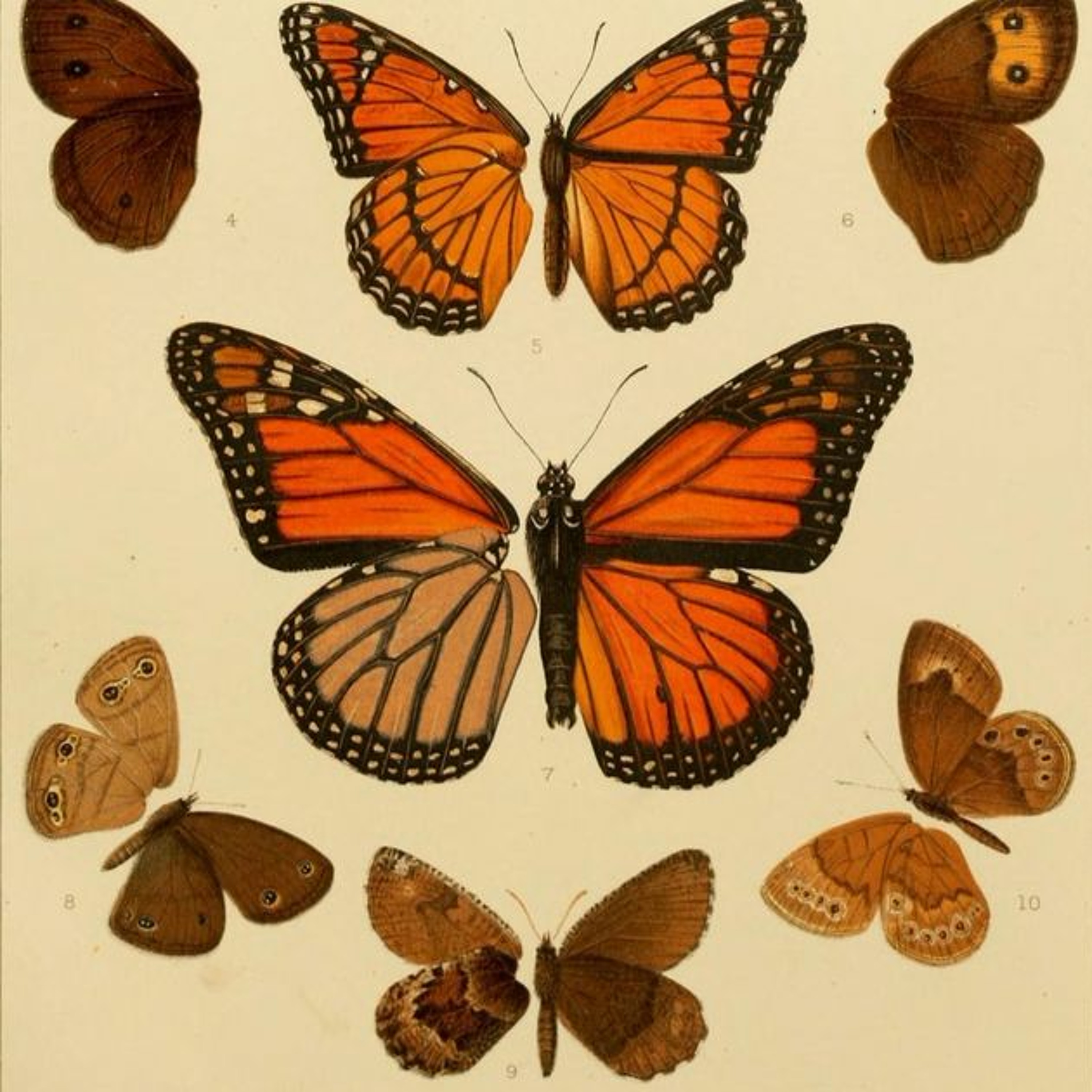 Episode 3 — Monarch Butterfly