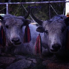 YAK BOY$ - $KINNY FEIN X ROTTY (prod.Tommy Hiltriger)