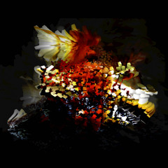 Bogus Order - 'Ex Voto'