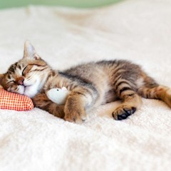 Chill if you Dare ; )