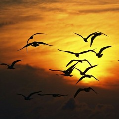 birds flying high.mp3