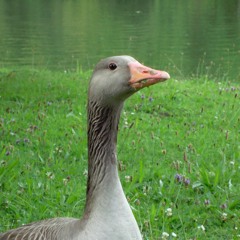 Die kecke Gans