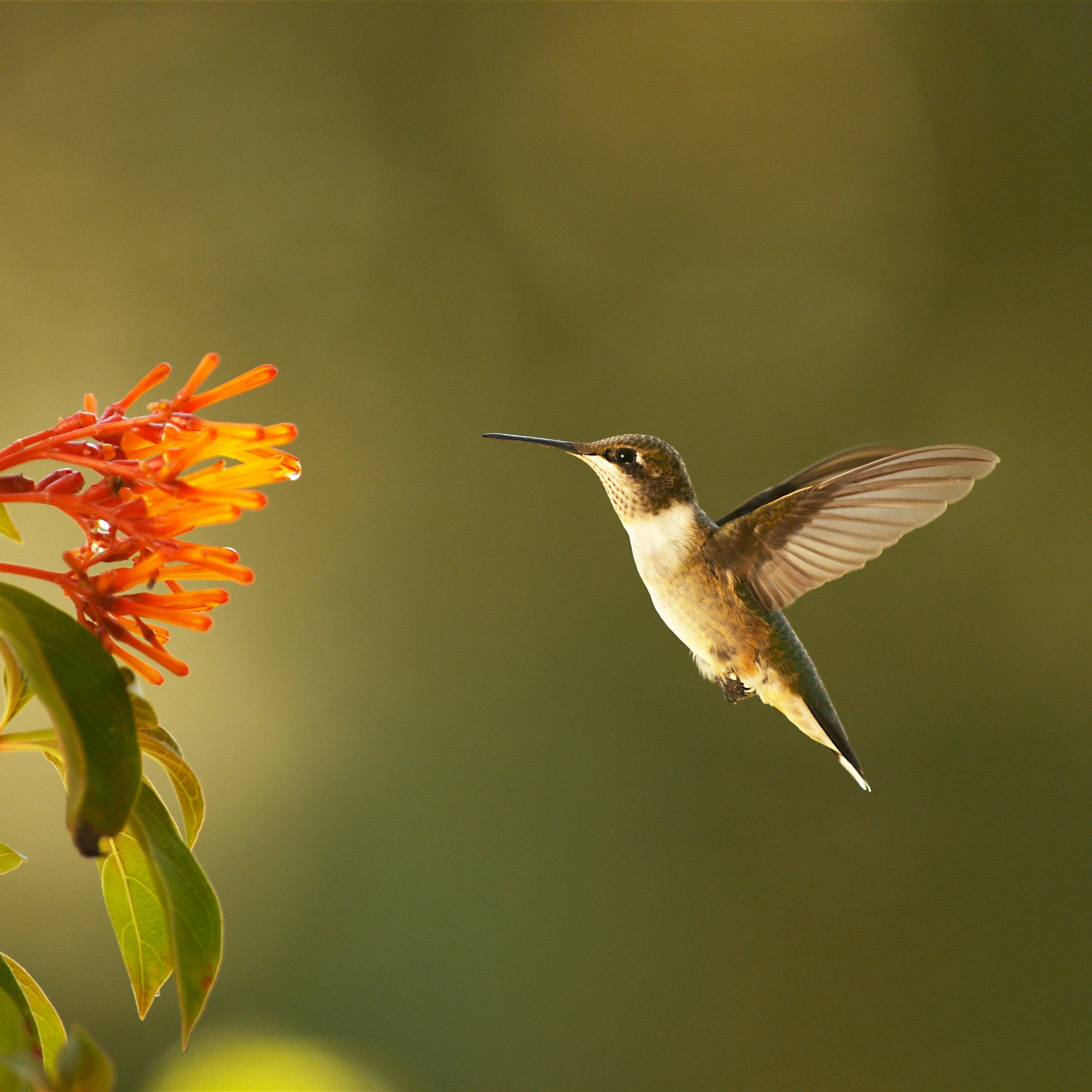 Talking Hummingbirds with Ann Johnson Prum