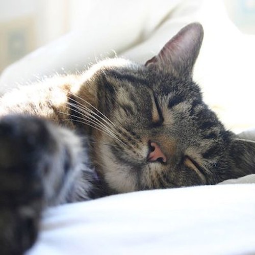 Waltz of a Lazy House Cat