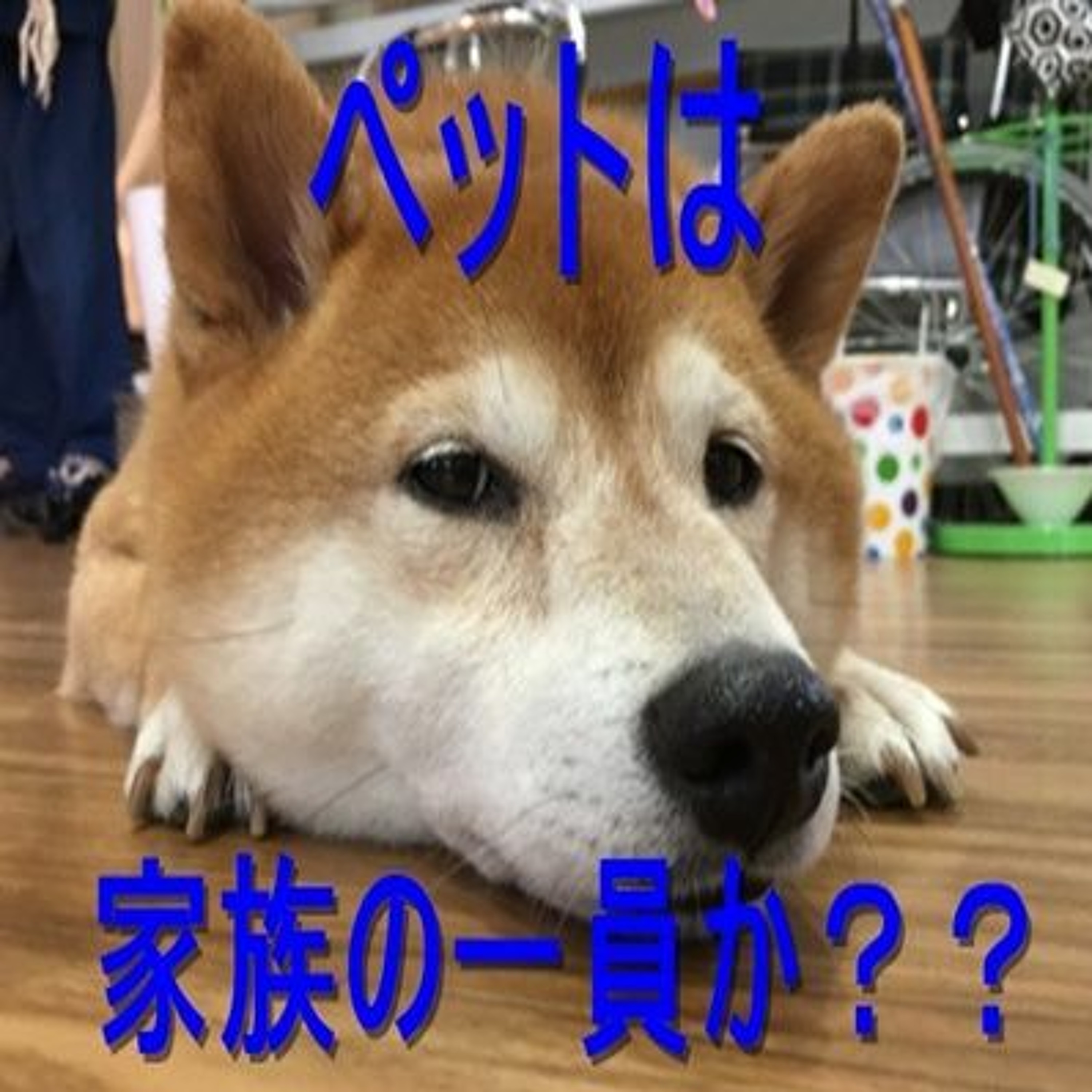 005 ペットは家族の一員なのか? episode artwork
