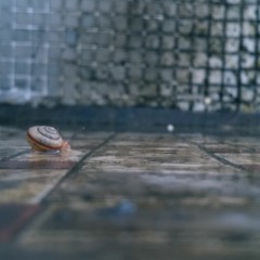 金剛圈 cover