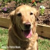 How Do Animal Taste Buds Work?