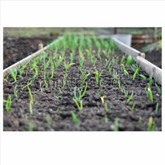 miinkaan  -  seedling bed