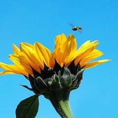 Capital STEEZ ft. Junior Bell - M.I.A. (Mission Impossible Accomplished)