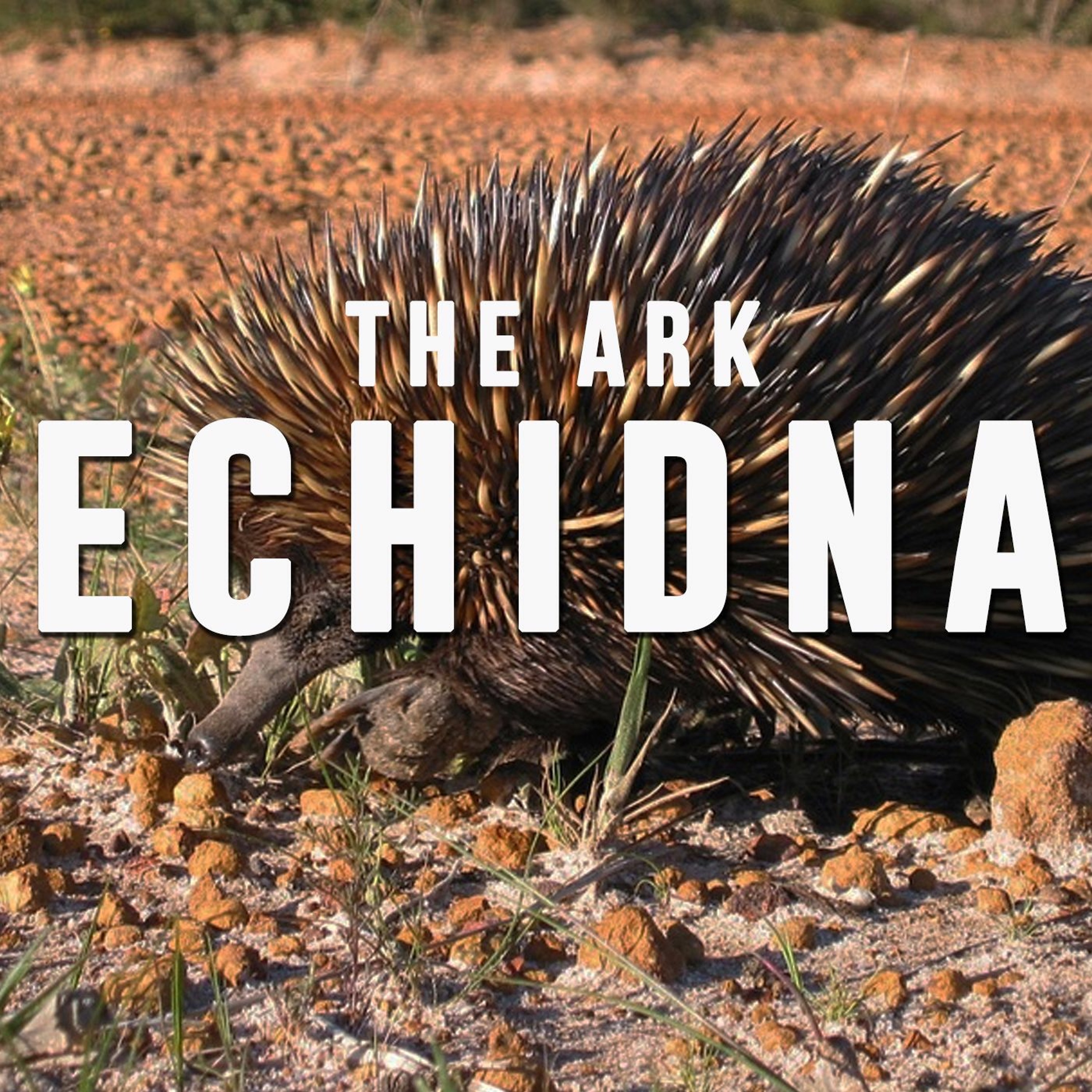Episode 6 - Echidna