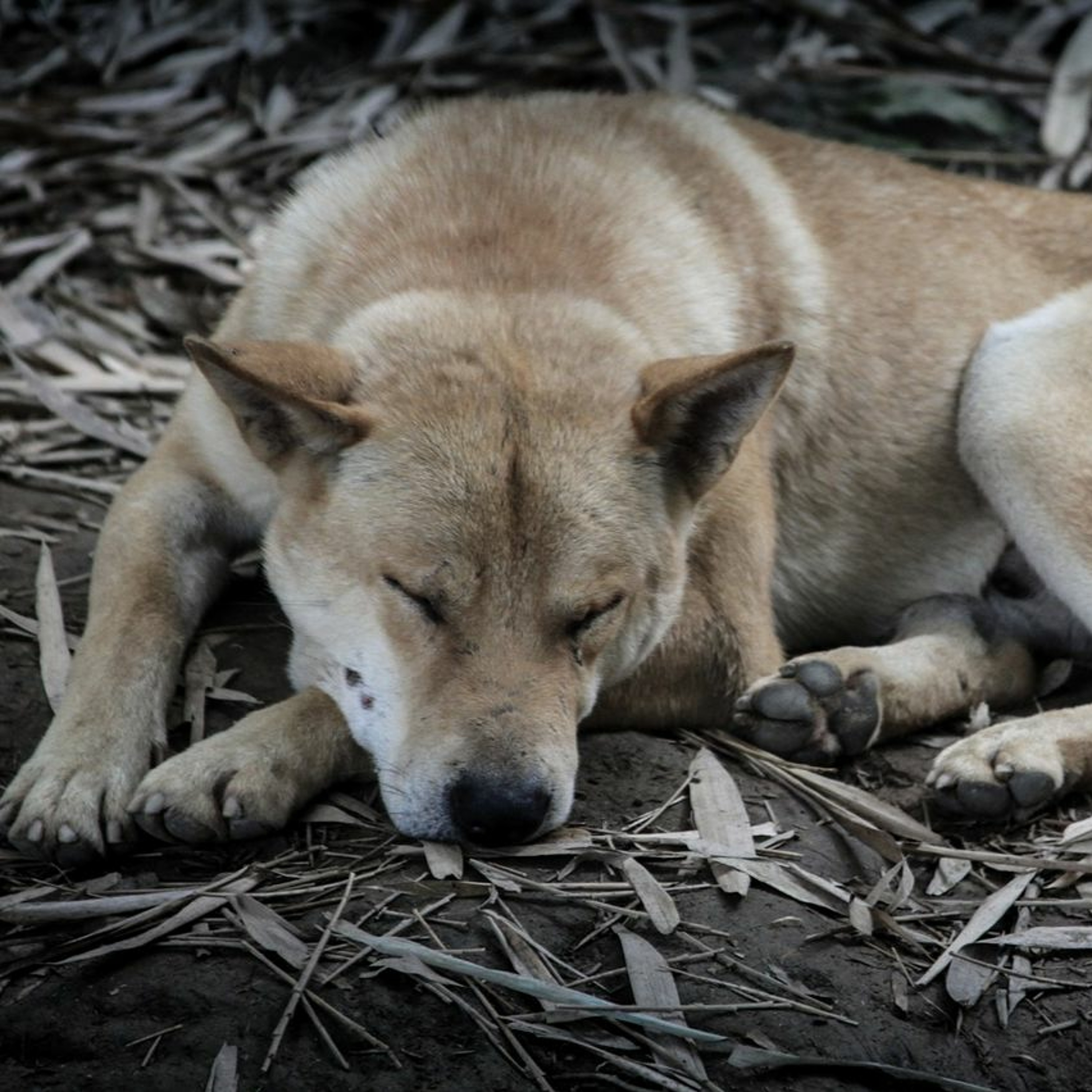 From the mundane to the appalling: itchy dogs followed by dog-eating in China