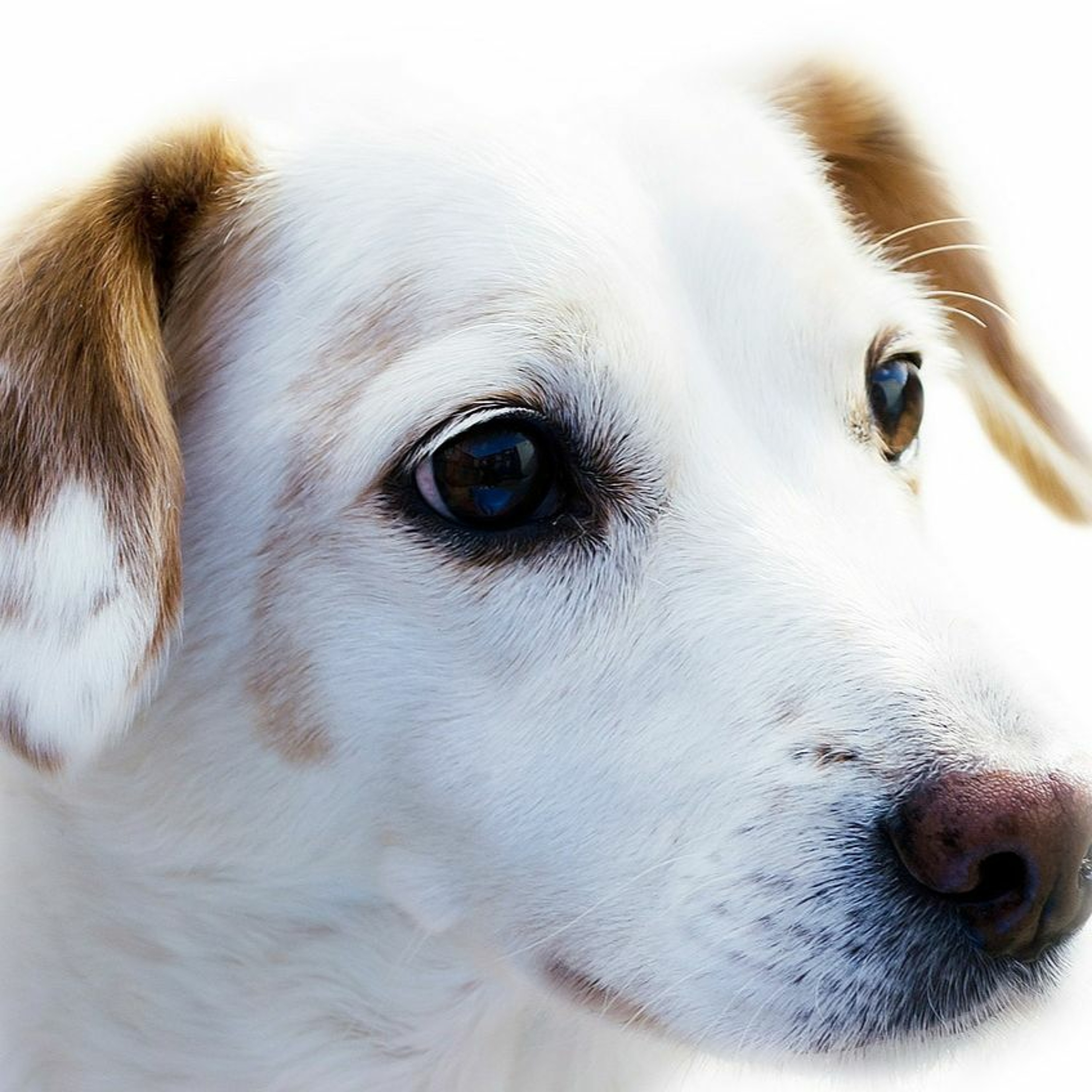 Back to school and college: how does it affect dogs?