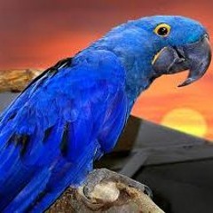 BLUE PARROT
