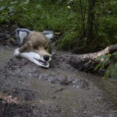 Terod Belle/Blanco/Nappy Jones- 4Eva Hu$tlin/Quicksand